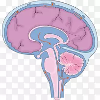 脑中枢神经系统脑脊液脊髓-脑-空若网 脑中枢神经系统脑脊液脊髓-脑-空若网