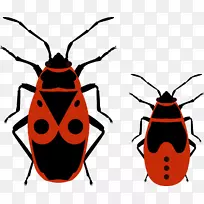 甲虫-小虫-空若网 甲虫-小虫-空若网