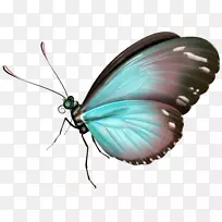 蝴蝶昆虫剪贴画-蝴蝶-空若网 蝴蝶昆虫剪贴画-蝴蝶-空若网