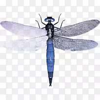 �������������-����-������