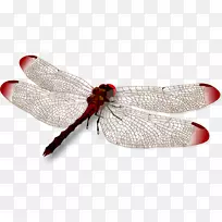昆虫服装剪贴画-蜻蜓-空若网 昆虫服装剪贴画-蜻蜓-空若网