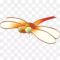 昆虫幼卵夹艺术-蜻蜓-空若网 昆虫幼卵夹艺术-蜻蜓-空若网