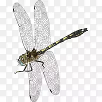 �������Ѽ�����-����-������