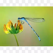 昆虫蜻蜓桌面壁纸动物鼠尾草蜻蜓-空若网 昆虫蜻蜓桌面壁纸动物鼠尾草蜻蜓-空若网