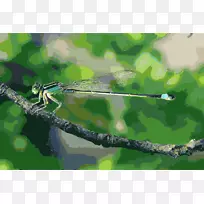 蜻蜓-蜻蜓-空若网 蜻蜓-蜻蜓-空若网