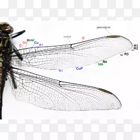 蜻蜓昆虫翼蝶图-蜻蜓-空若网 蜻蜓昆虫翼蝶图-蜻蜓-空若网