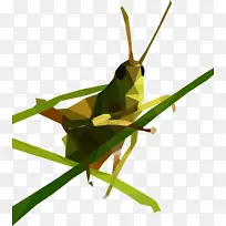 蚱蜢低聚夹艺术-蚱蜢-空若网 蚱蜢低聚夹艺术-蚱蜢-空若网