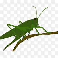 �ȳ�-������