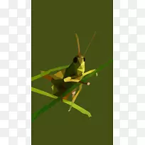 蝗虫、天牛、刺槐、螳螂-蝗虫-空若网 蝗虫、天牛、刺槐、螳螂-蝗虫-空若网