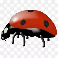 昆虫瓢虫动画剪贴画瓢虫-空若网 昆虫瓢虫动画剪贴画瓢虫-空若网