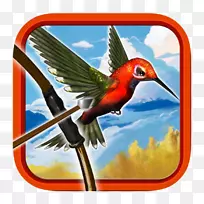 蜂鸟喙翼金刚鹦鹉-空若网 蜂鸟喙翼金刚鹦鹉-空若网