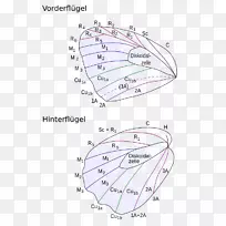 蝴蝶昆虫翅毛虫蛹-蝴蝶-空若网 蝴蝶昆虫翅毛虫蛹-蝴蝶-空若网