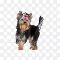 Լ�˿�С��Ȯ���Ĵ�����˿״��Ȯ��Ī��С�������ﹷ-С��-������