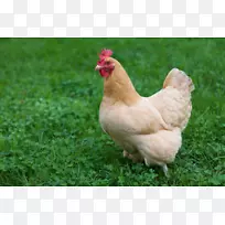 奥平顿鸡,澳大利亚罗得岛红肉鸡免费放养-鸡-空若网 奥平顿鸡,澳大利亚罗得岛红肉鸡免费放养-鸡-空若网