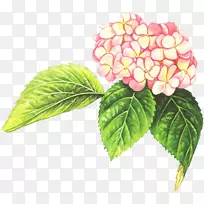 ˮ�ʻ�Ҷ���껨��-������