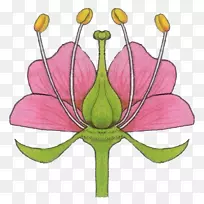 花瓣花雄蕊植物课-花-空若网 花瓣花雄蕊植物课-花-空若网