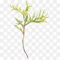 pngͼƬС֦-������