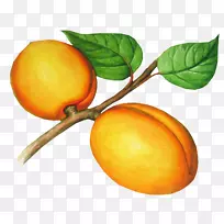 桃杏果-桃PNG形象-空若网 桃杏果-桃PNG形象-空若网