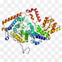 枫树糖浆尿病分支-链氨基酸遗传-空若网 枫树糖浆尿病分支-链氨基酸遗传-空若网