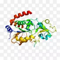 蛋白质分子sirtuin 3分子生物学-人生长激素分子-空若网 蛋白质分子sirtuin 3分子生物学-人生长激素分子-空若网