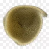 毛皮鼻子-毛茸茸的-空若网 毛皮鼻子-毛茸茸的-空若网