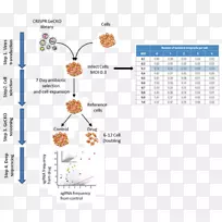 生产线积点有机体图-线-空若网 生产线积点有机体图-线-空若网