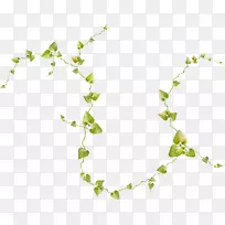 金银花叶植物-空若网 金银花叶植物-空若网