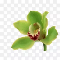 兰花,花束,桌面壁纸,绿色-空若网 兰花,花束,桌面壁纸,绿色-空若网