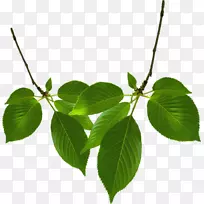 png图片叶图像gif博客-新的不和-空若网 png图片叶图像gif博客-新的不和-空若网