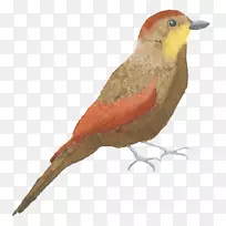 Ë®²Ê»Í¼ÏñpngͼƬÄñÀàÕÕÆ¬-¿ÕÈôÍø Ë®²Ê»Í¼ÏñpngͼƬÄñÀàÕÕÆ¬-¿ÕÈôÍø