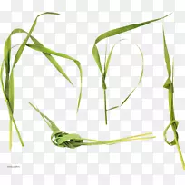甜草png图片植物茎兆剪贴画.新鲜草-空若网 甜草png图片植物茎兆剪贴画.新鲜草-空若网