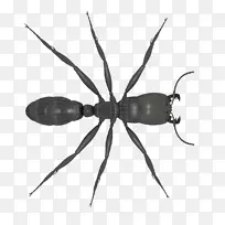 安东尼?麦帕特林-洋葱细胞放大倍数10倍-空若网 安东尼?麦帕特林-洋葱细胞放大倍数10倍-空若网