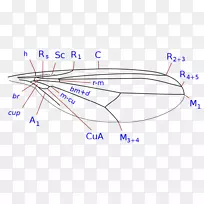 昆虫翅蝇科-空若网 昆虫翅蝇科-空若网