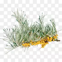 草本植物-沙棘PNG-空若网 草本植物-沙棘PNG-空若网