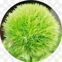 �л�-������