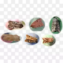 食物-南露脊鲸海豚-空若网 食物-南露脊鲸海豚-空若网