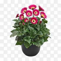 花盆植物多年生植物花园菊花植物-空若网 花盆植物多年生植物花园菊花植物-空若网