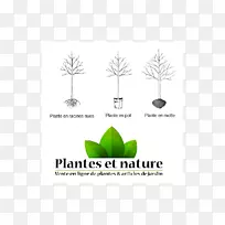 商标树字体草-Prunier Dente-空若网 商标树字体草-Prunier Dente-空若网