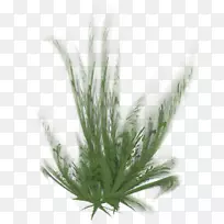 草种便携网络图草本植物彩绘黑麦草-空若网 草种便携网络图草本植物彩绘黑麦草-空若网