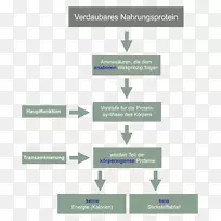 必需氨基酸标志蛋白生物合成-空若网 必需氨基酸标志蛋白生物合成-空若网