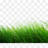 Python图像库-草png图像,绿草png图片-空若网 Python图像库-草png图像,绿草png图片-空若网