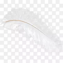 羽鸵鸟-空若网 羽鸵鸟-空若网