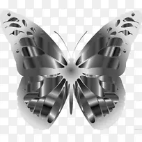 昆虫帝王蝶,刷足蝴蝶,蝴蝶和飞蛾-昆虫-空若网 昆虫帝王蝶,刷足蝴蝶,蝴蝶和飞蛾-昆虫-空若网