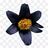 �ݱ�ֲ�￪��ֲ��-������