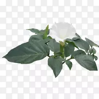 安琪尔的小号-台式机壁纸动物-空若网 安琪尔的小号-台式机壁纸动物-空若网