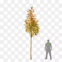 私生子服务-树-空若网 私生子服务-树-空若网