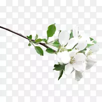 嫩枝切花,植物茎,玫瑰科-空若网 嫩枝切花,植物茎,玫瑰科-空若网