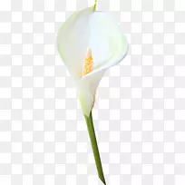 百合花剪贴画-空若网 百合花剪贴画-空若网