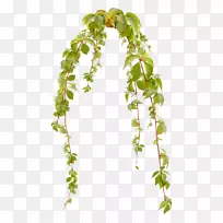 png图片图片花博客-花-空若网 png图片图片花博客-花-空若网