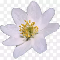 图片png图片jpeg adobe Photoshop剪贴画-空若网 图片png图片jpeg adobe Photoshop剪贴画-空若网